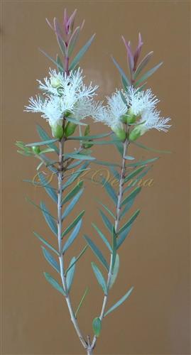  Flowering branch